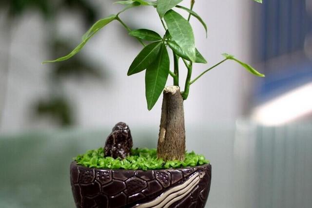 發(fā)財(cái)樹的養(yǎng)殖方法與注意事項(xiàng) 發(fā)財(cái)樹的養(yǎng)殖方法與注意事項(xiàng)